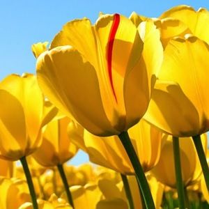 Meet your Posher, Evangelina